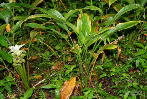 Kurkuma-Pflanze oberhalb der Erde, für die Stillzeit interessanter ist die Wurzel, die man auf dem Foto nicht sieht.